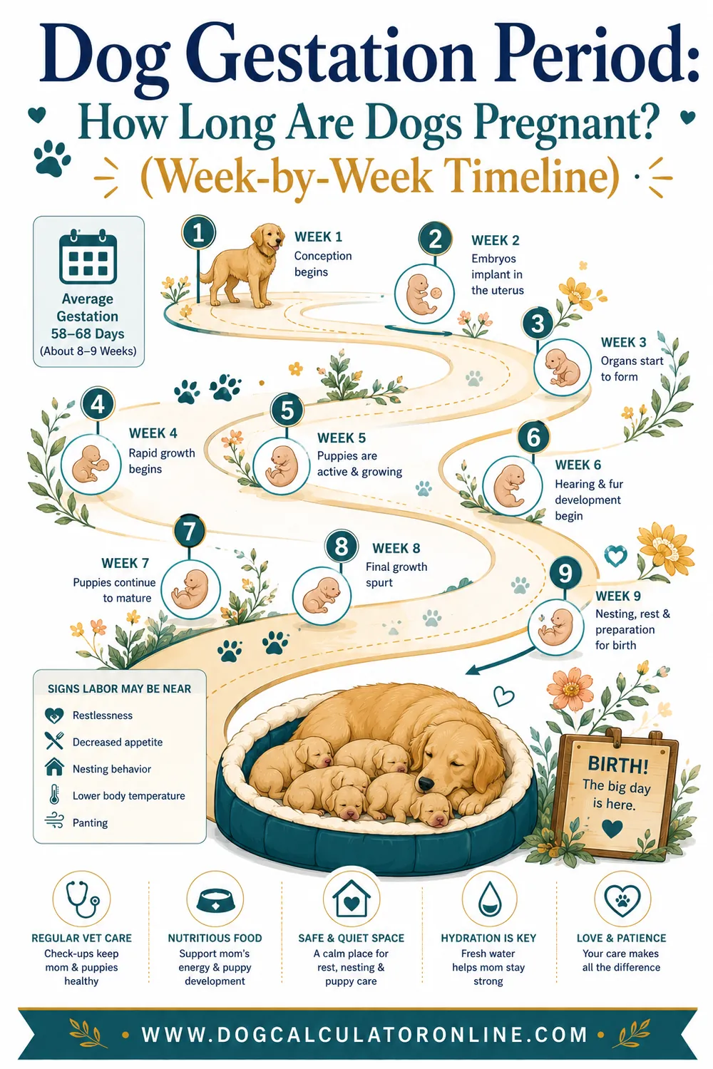 Dog Gestation Period: How Long Are Dogs Pregnant? (Week-by-Week Timeline)