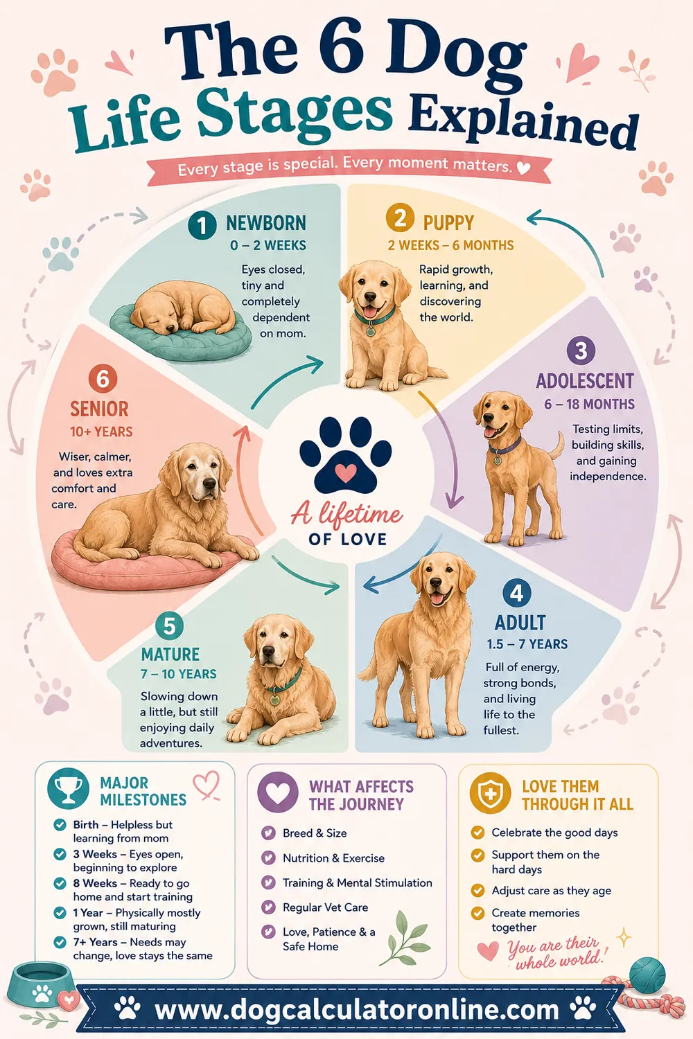 The six dog life stages explained infographic