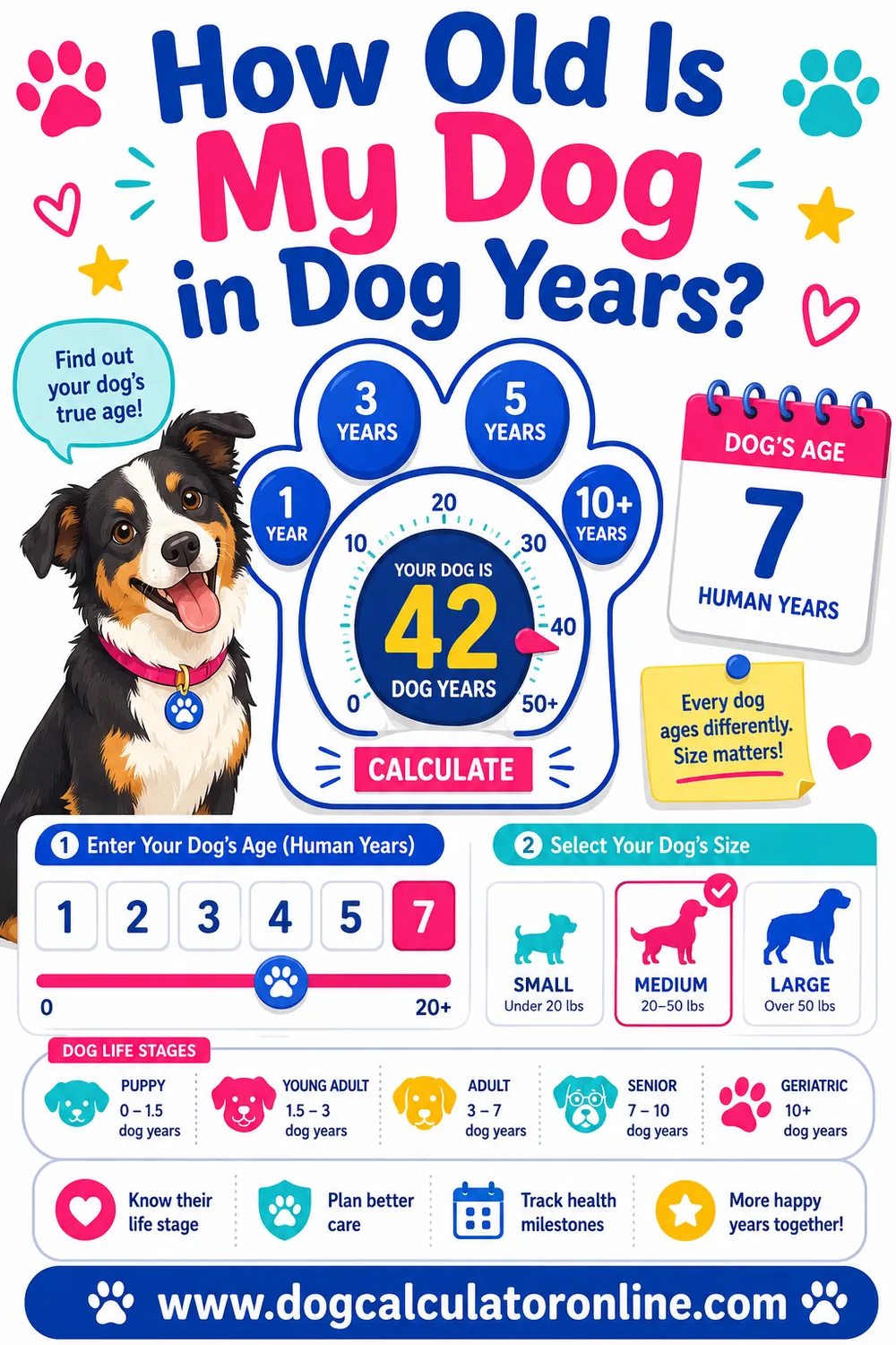 How Old Is My Dog in Dog Years?