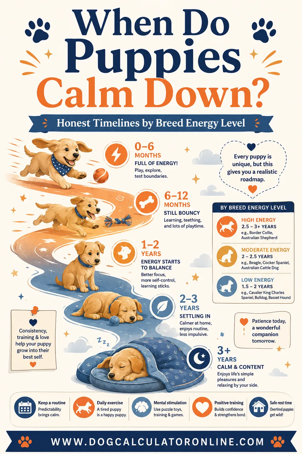 When Do Puppies Calm Down? Honest Timelines by Breed Energy Level