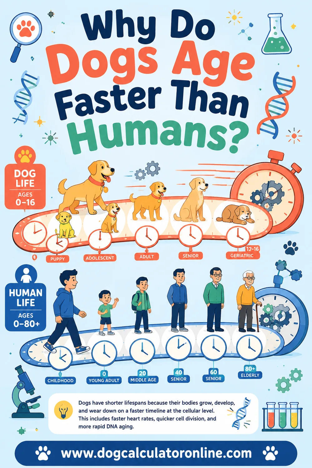 Why Do Dogs Age Faster Than Humans?